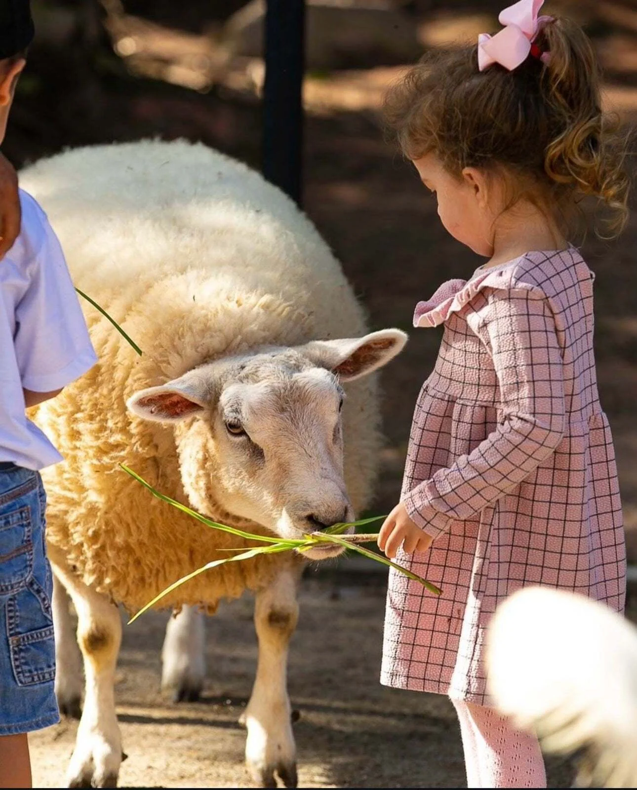 Criança alimentando ovelha na Fazendinha